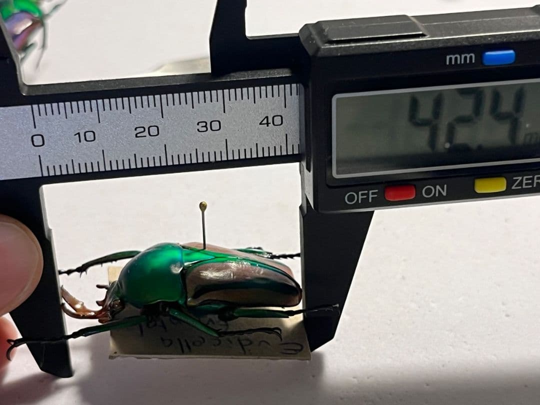 【42mm♂】フロンタリスサスマタカナブン 標本 ニジイロクワガタウグイスコガネ