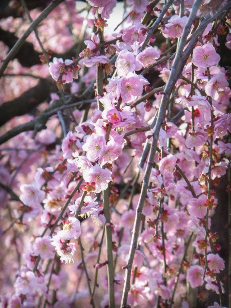 デジタルカメラ FUJIFILM FINEPIX F550 EXR