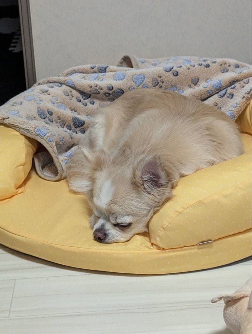 犬用クッション 中型犬まで可
