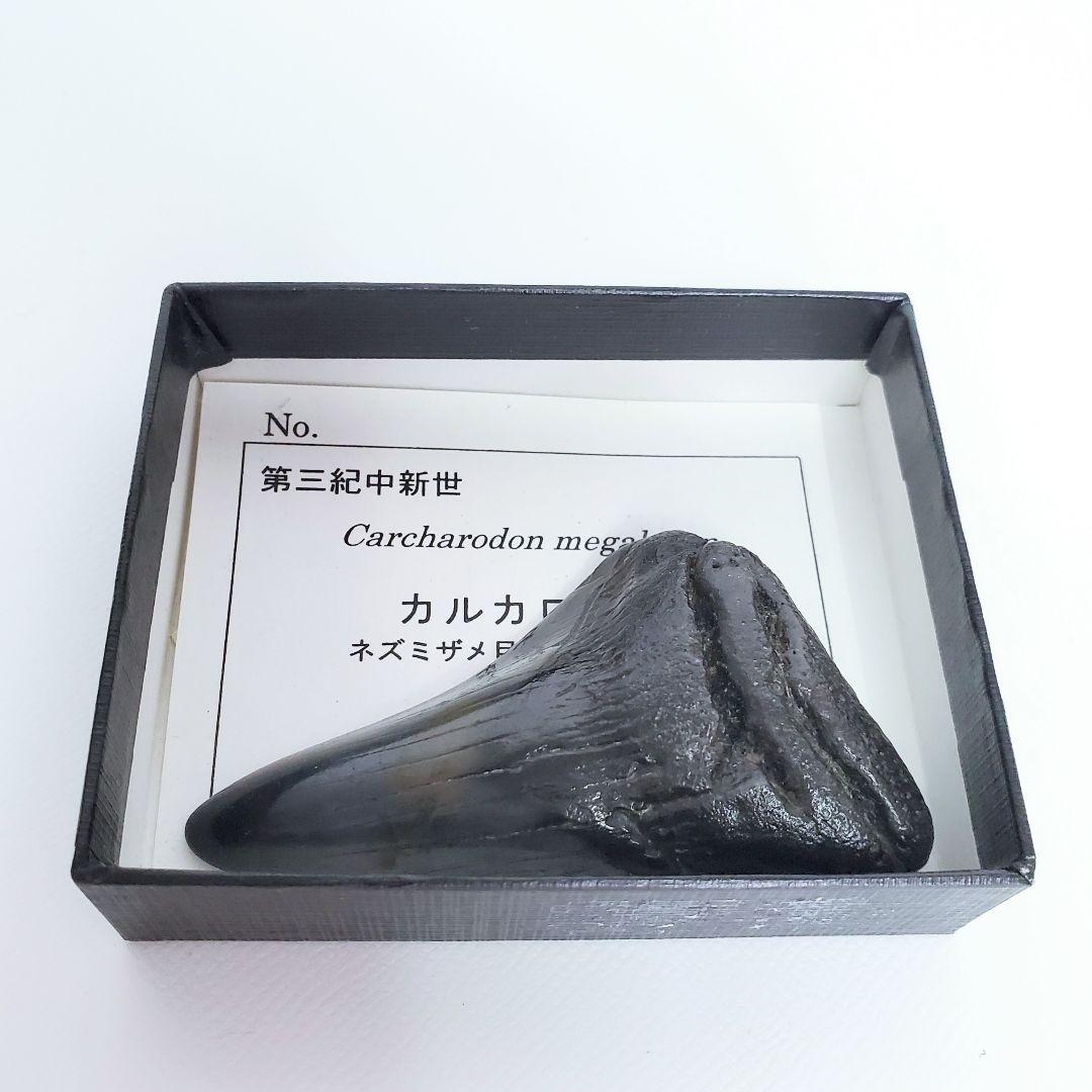 化石 サメの歯　カルカロドン　6.5cm 希少✨️