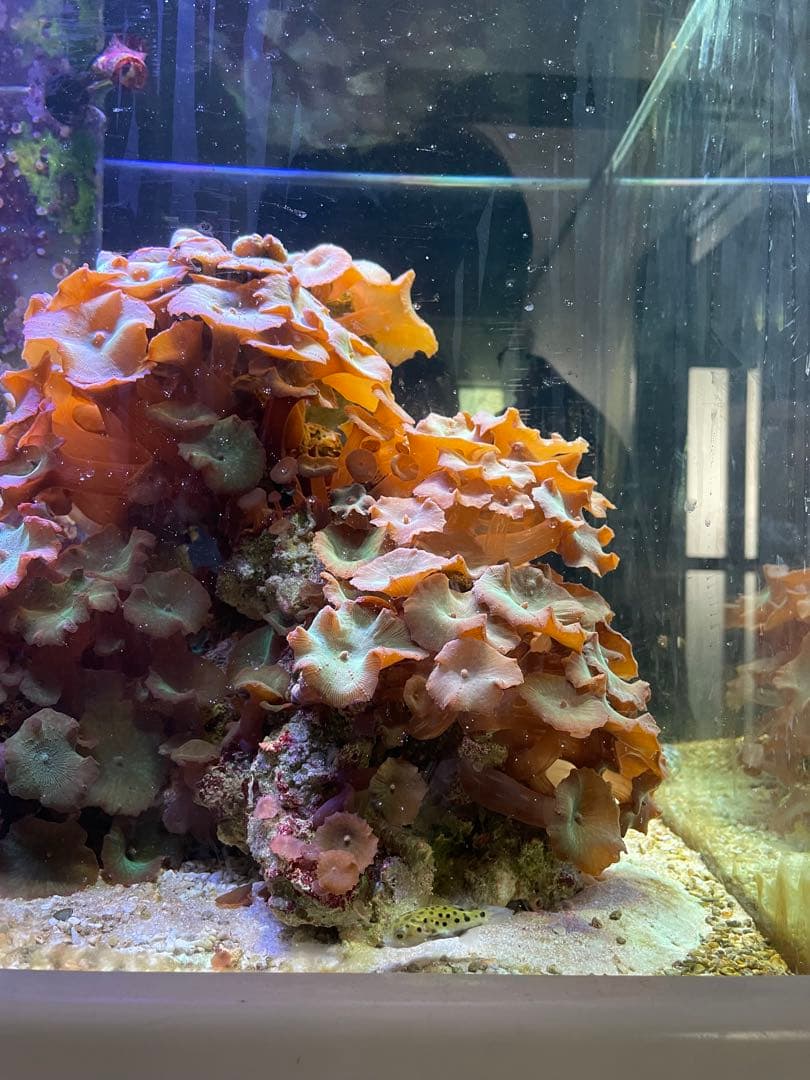 海水水槽フルセット(生体・珊瑚・ブロック込み)