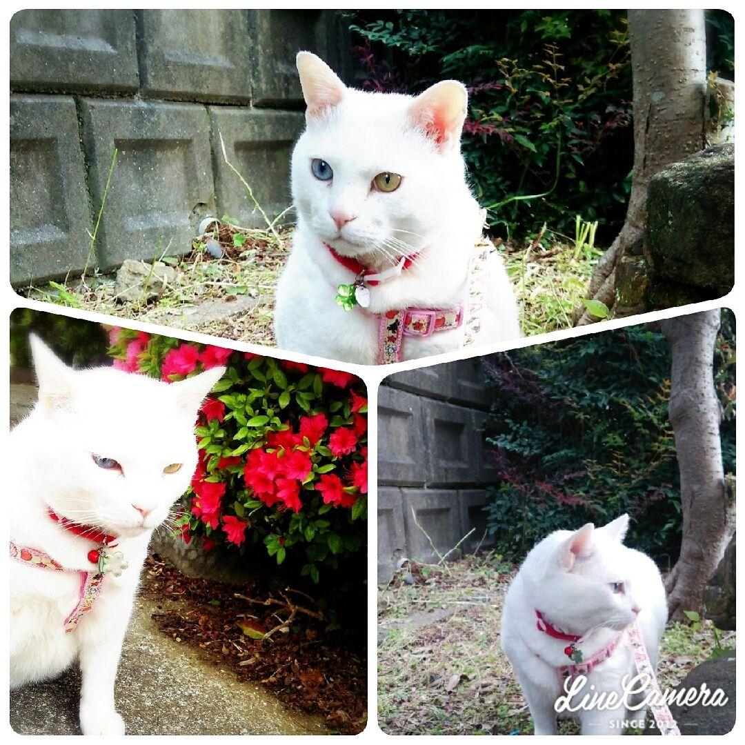 画像確認用
