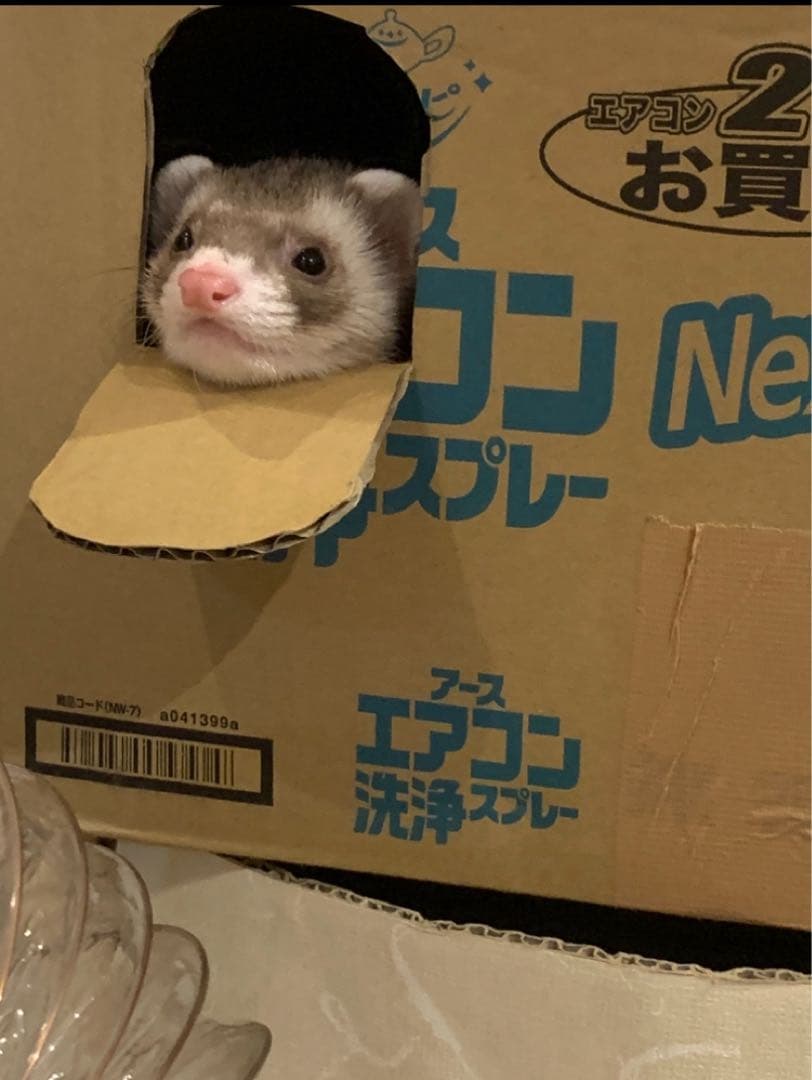 小動物大型ケージ GB エクステリア ワゴンフェレット 多頭飼い