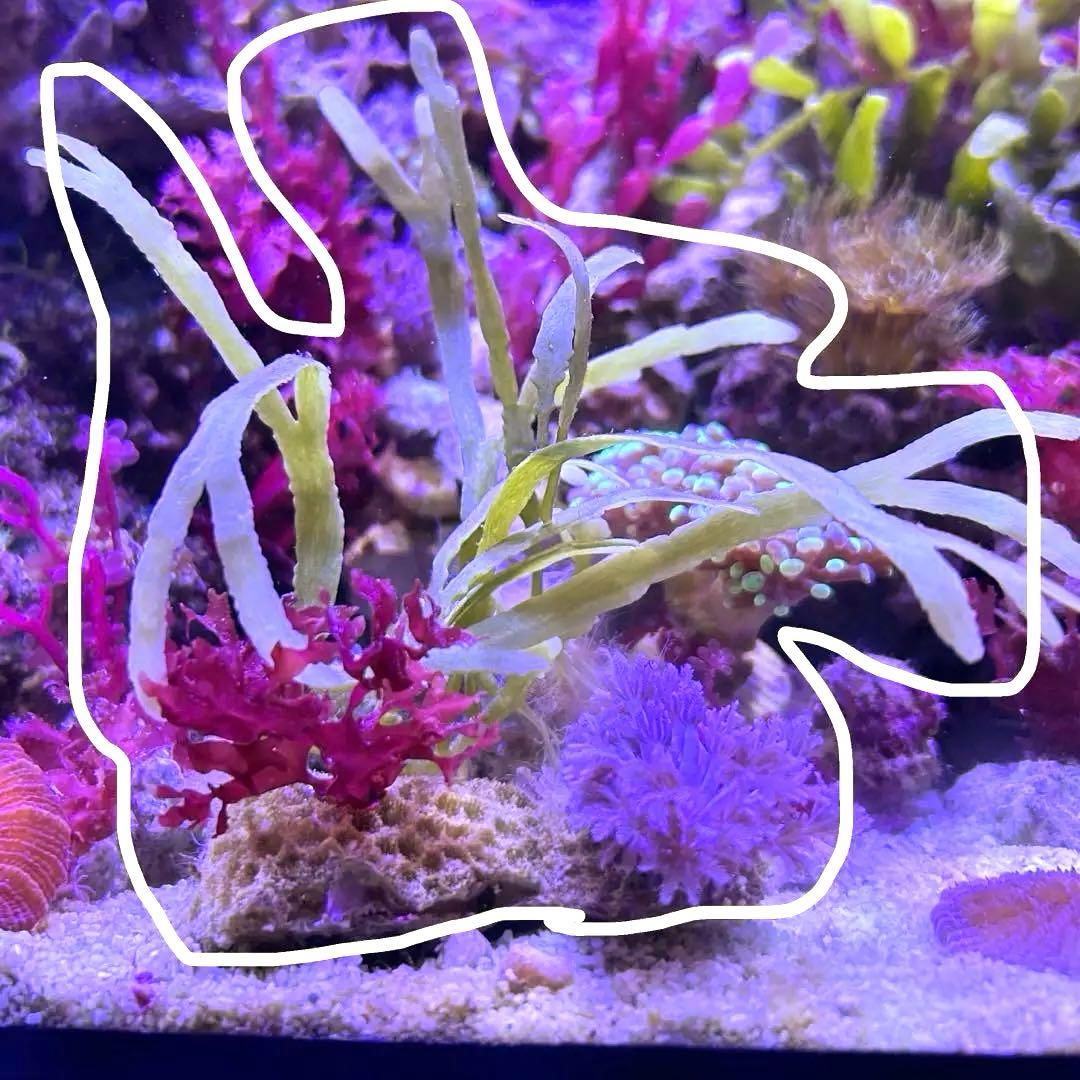 海藻　紅藻　パクパク　デスロック