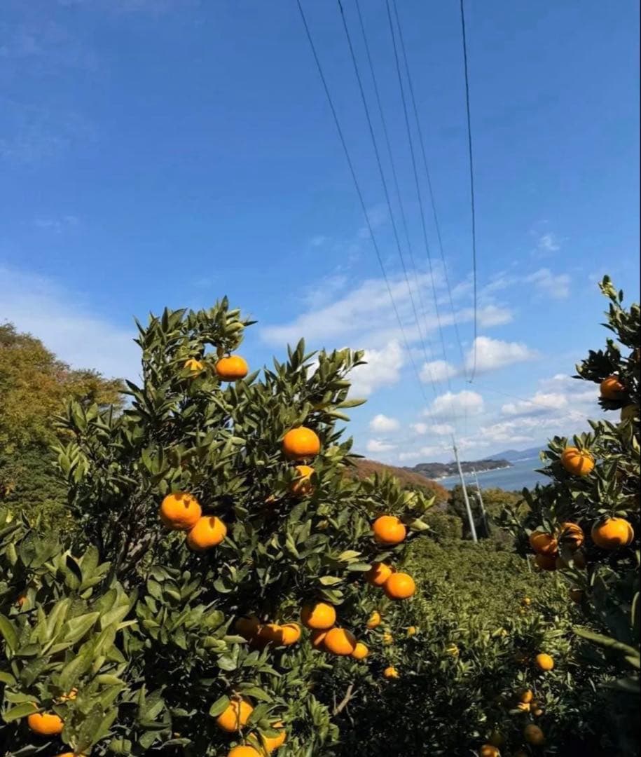愛媛県産 伊予柑 みかん 100% ストレートジュース