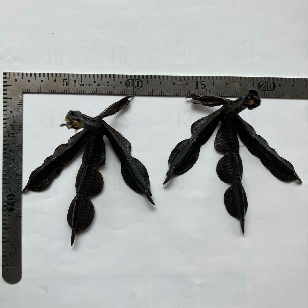 鳥の羽根 オオバン翼標本•頭骨•足標本