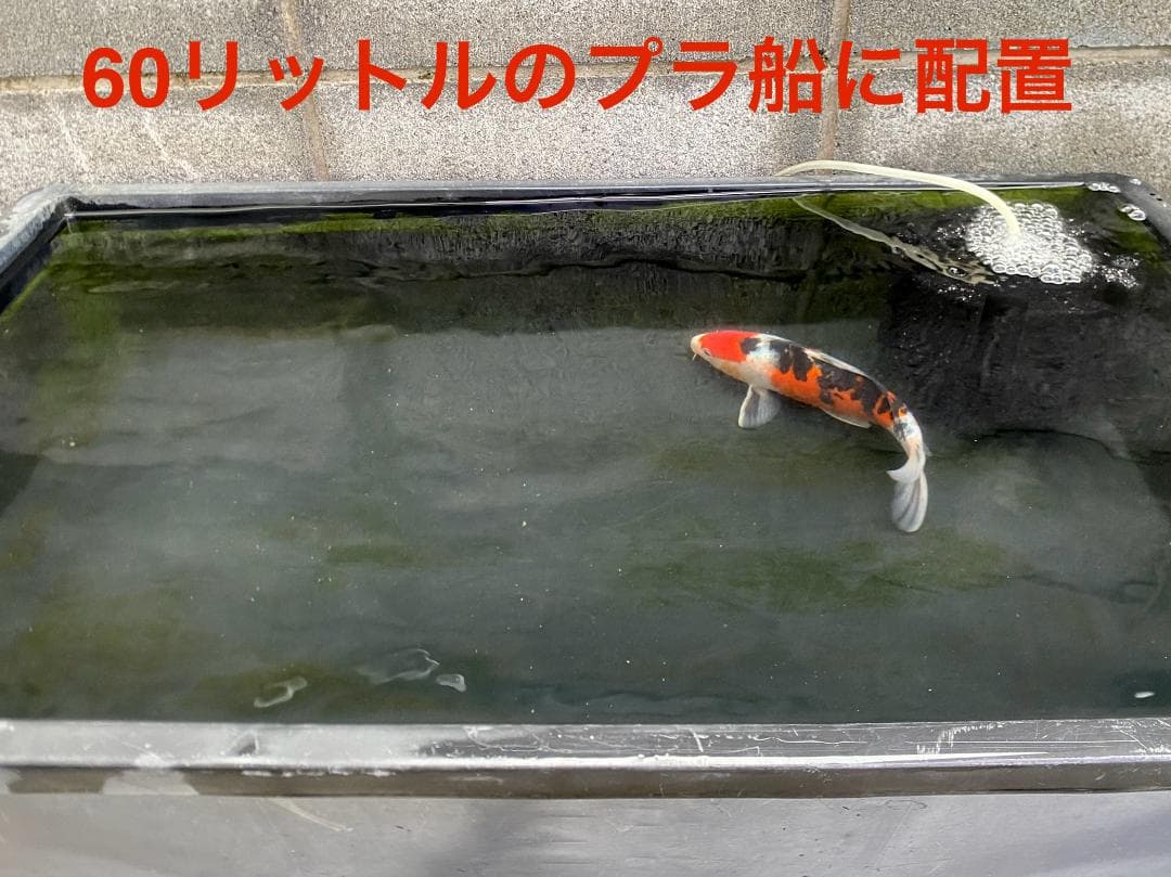 超大型スリムスポンジフィルター×6 XL Sponge Filter (6)