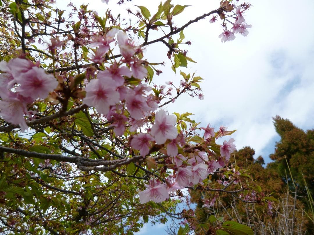 実写良⭕️【動作確認済】Panasonic LUMIX DMC-FX77