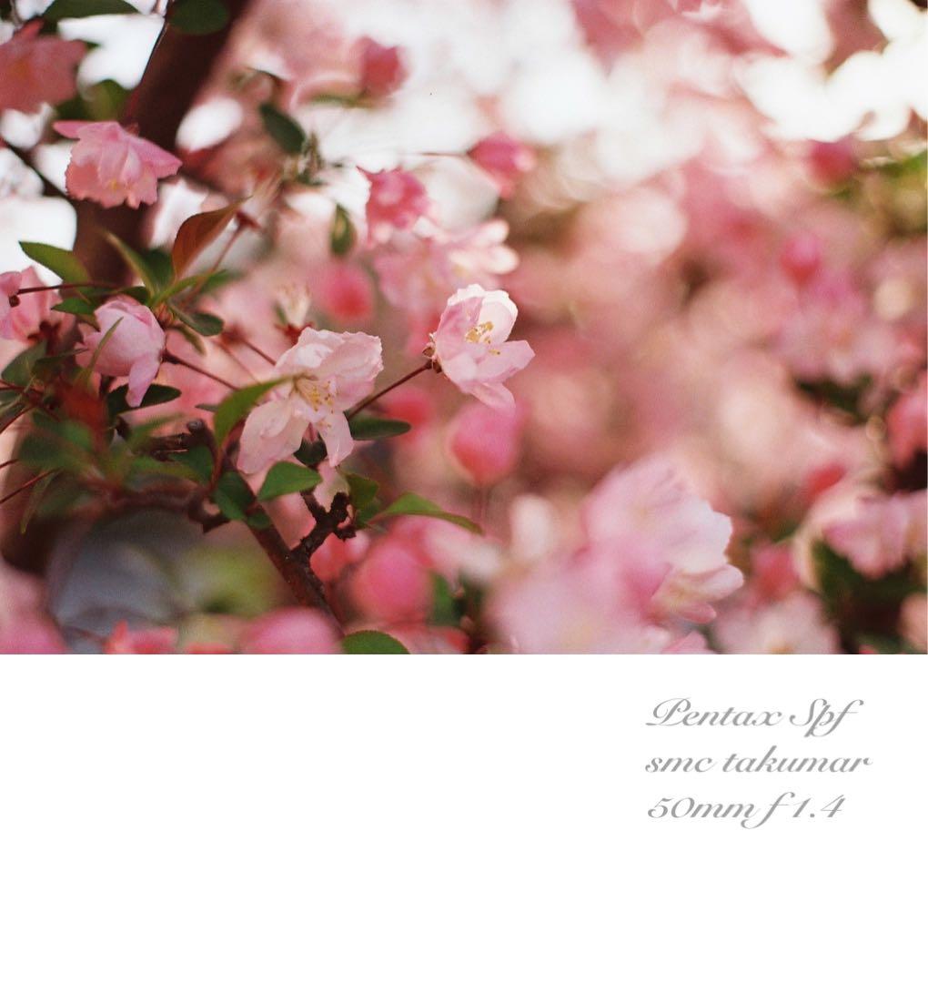 完動品＊美品＊pentax spf&名玉smc f1.4★作例多数！★初期保証