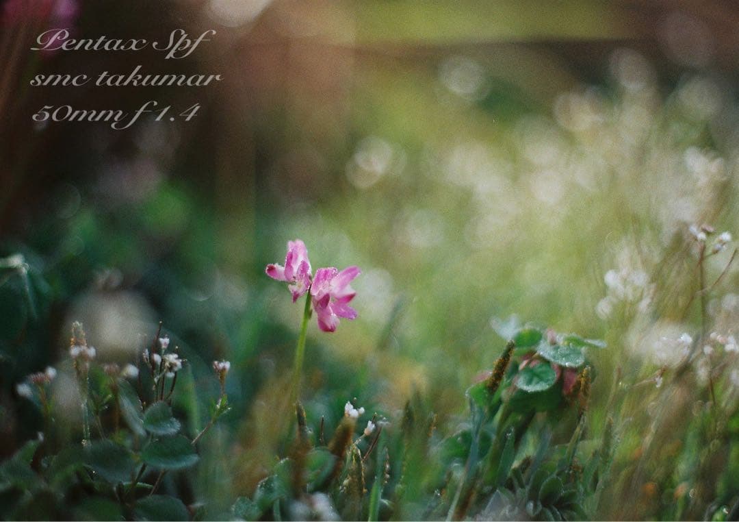 完動品＊美品＊pentax spf&名玉smc f1.4★作例多数！★初期保証