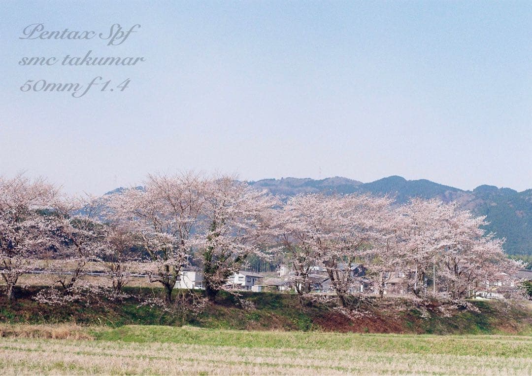 完動品＊美品＊pentax spf&名玉smc f1.4★作例多数！★初期保証