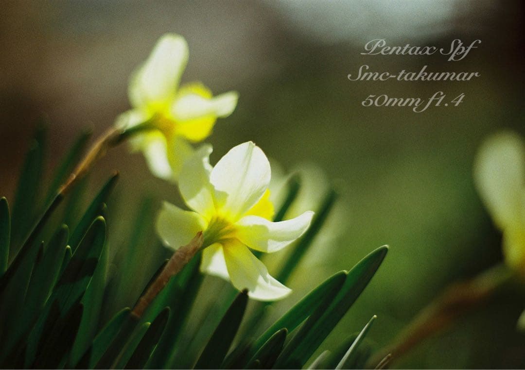 完動品＊美品＊pentax spf&名玉smc f1.4★作例多数！★初期保証