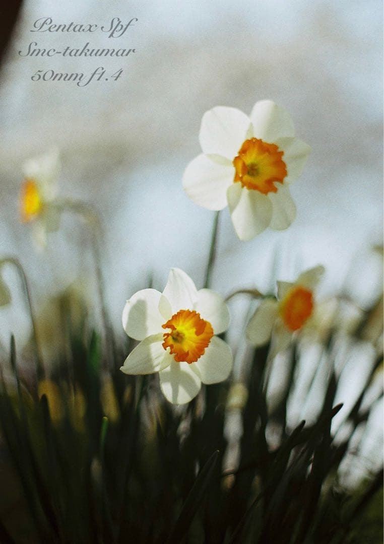 完動品＊美品＊pentax spf&名玉smc f1.4★作例多数！★初期保証
