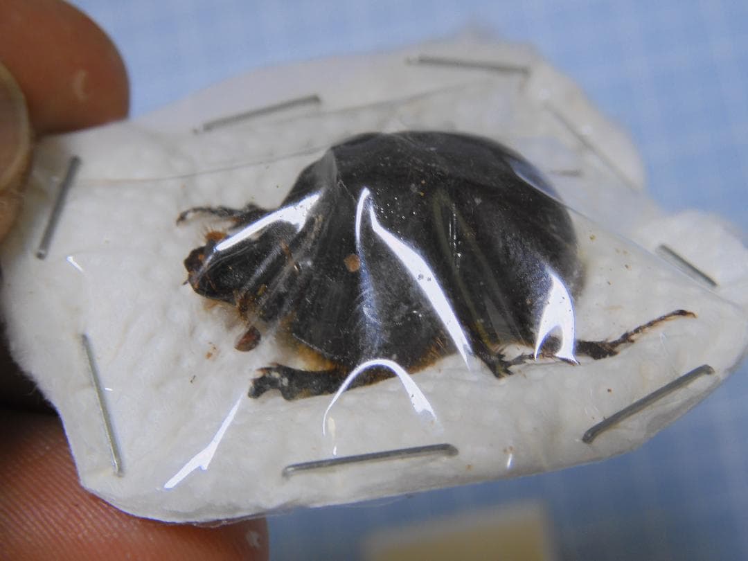 標本 Australia Bolboceratidae sp. 25mm