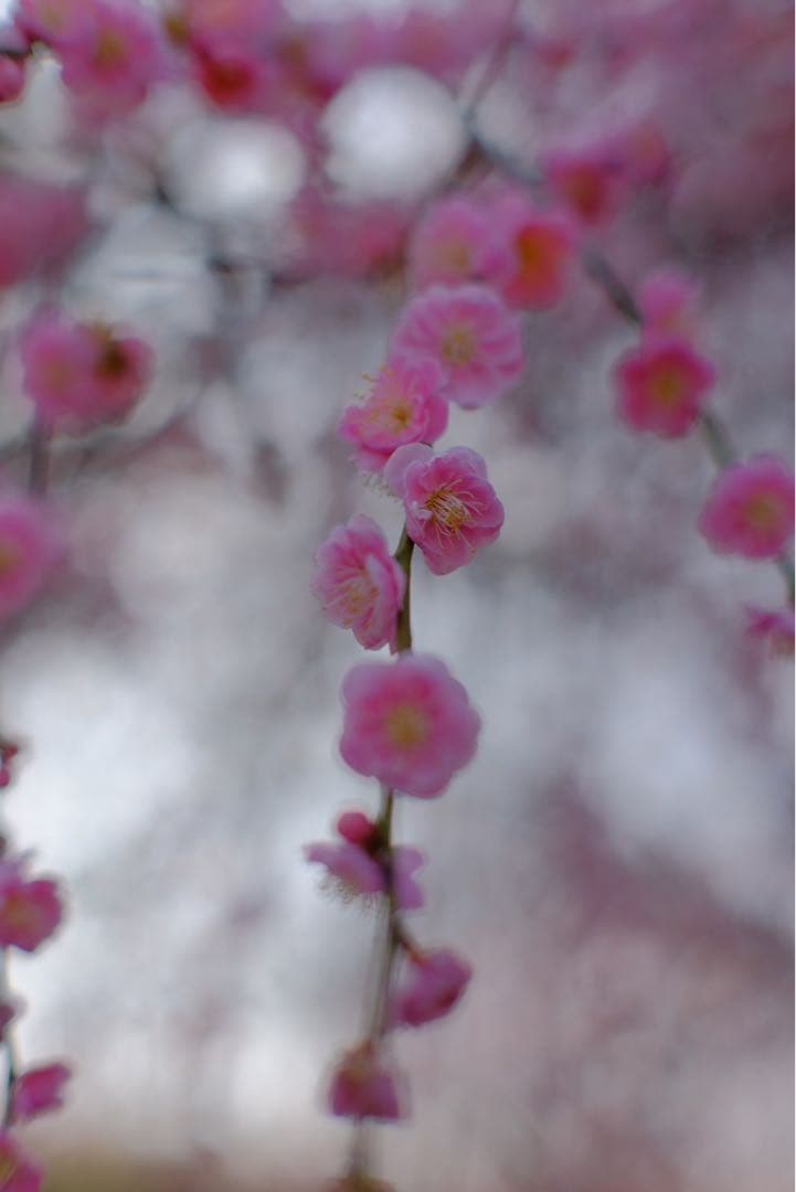 銘匠光学 TTArtisan 35mm f/0.95 C（Xマウント）