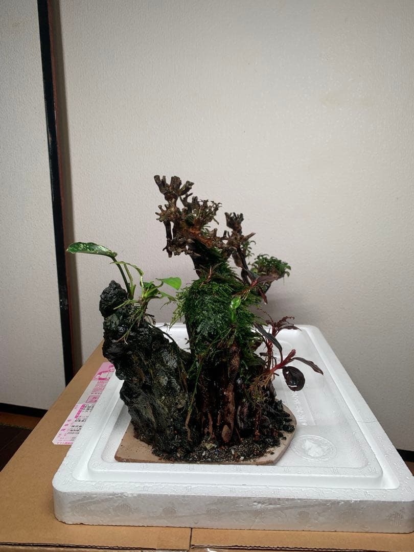 流木ボンサイです。