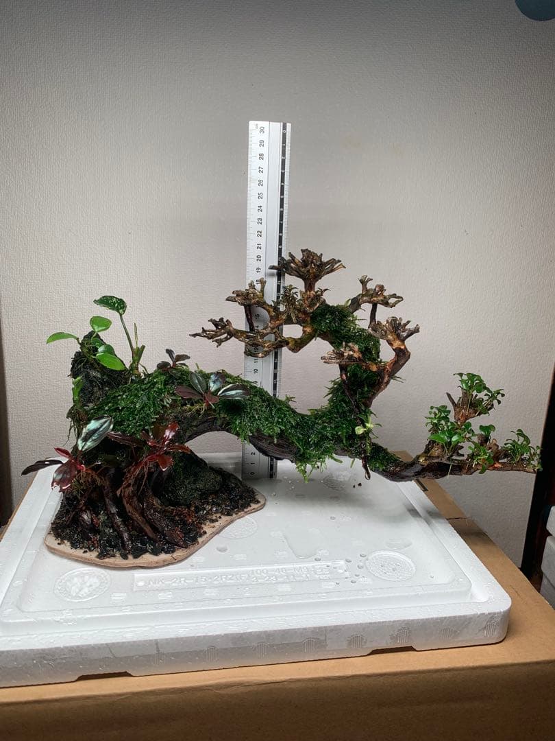 流木ボンサイです。