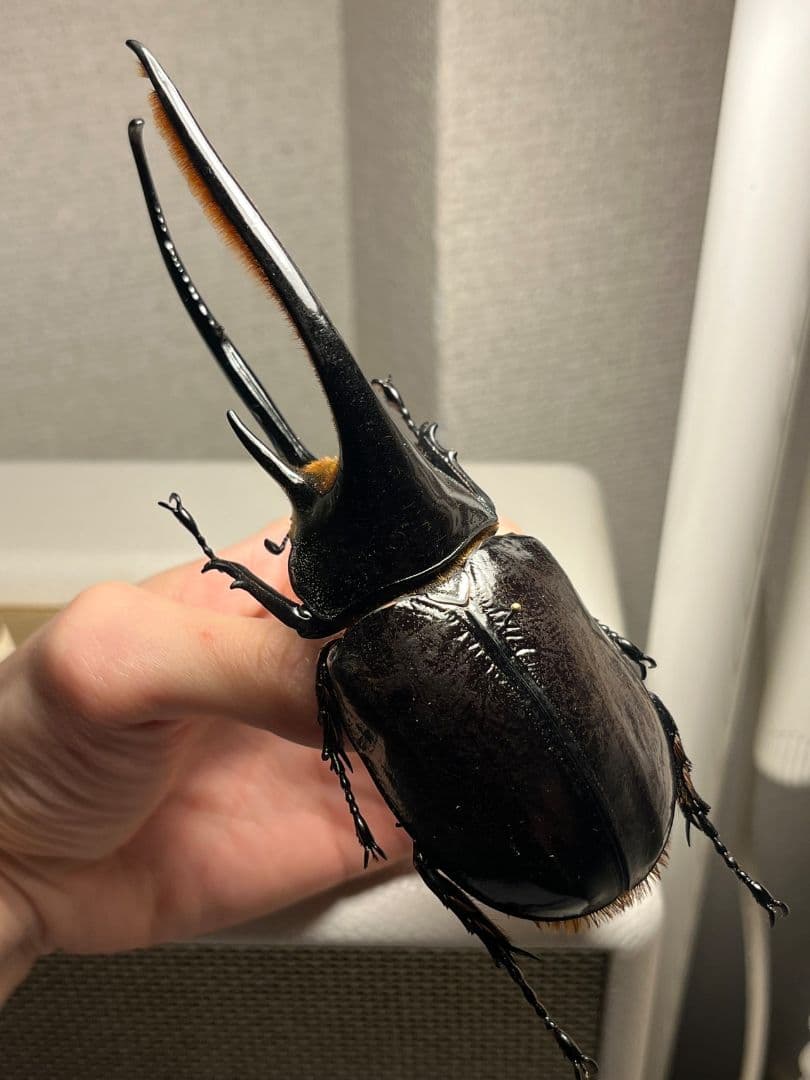 【140mm】ネプチューンオオカブト標本 Dynastes neptunus ♂