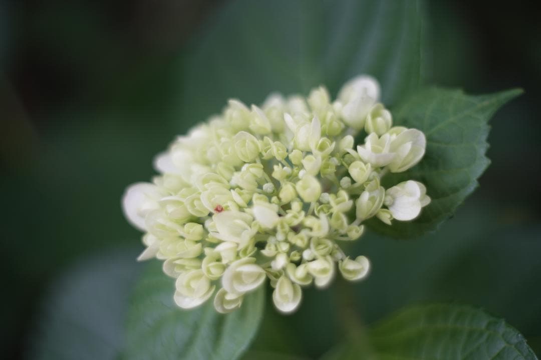 Jena Pancolar 50mm f2 整備済み