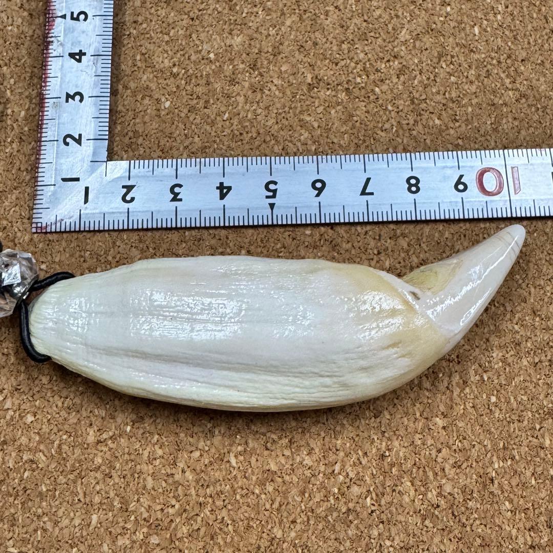 専用ページ 熊牙 北海道ヒグマ 特大 (7点)