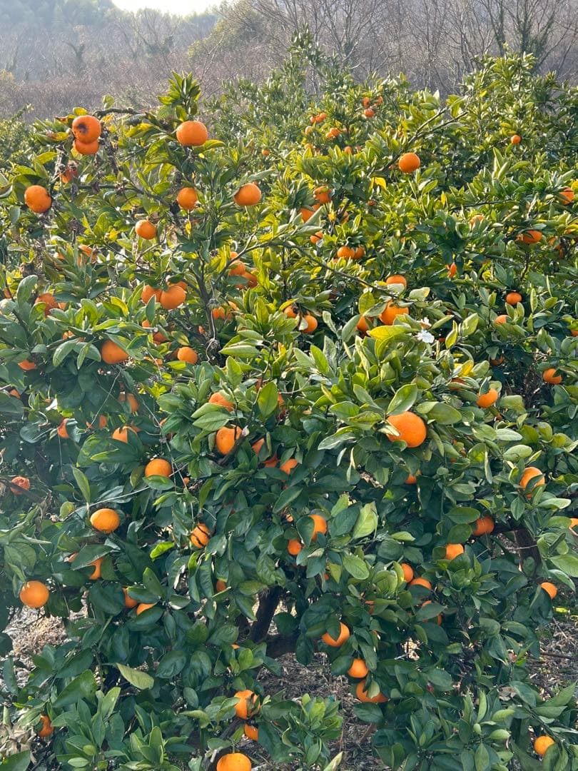 【特別価格】愛媛県大三島産 柑橘ストレートジュース100% はれひめ12本セット