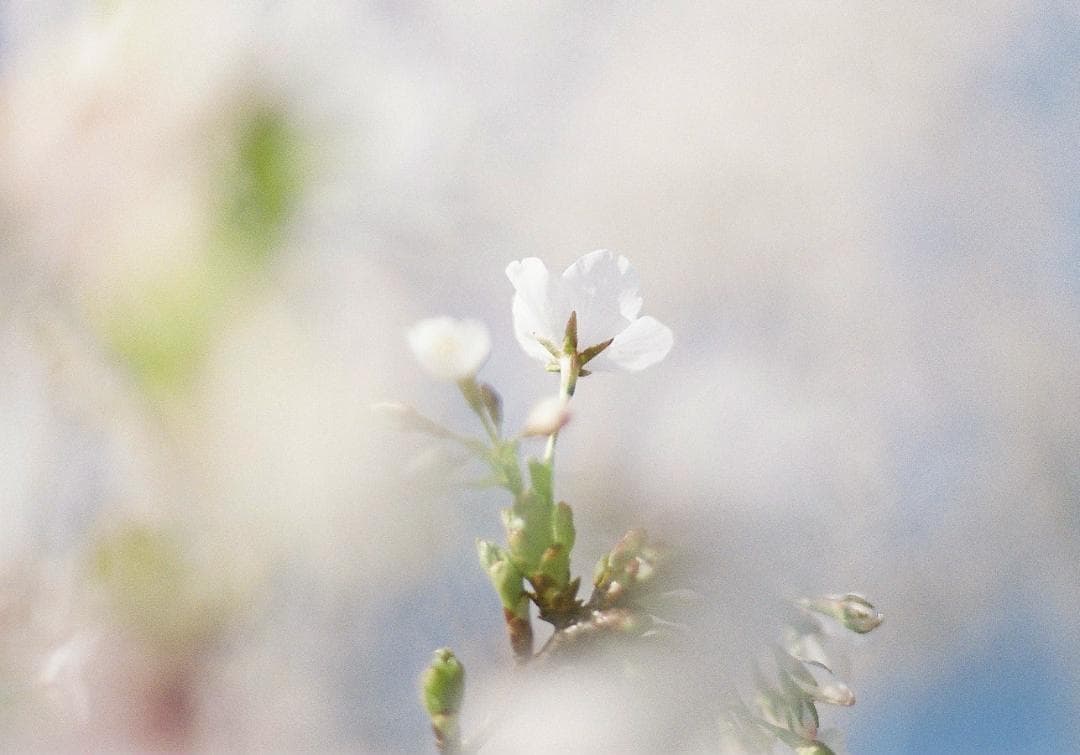 【動作確認済】contax aria ボディのみ / 管理番号 NC-02