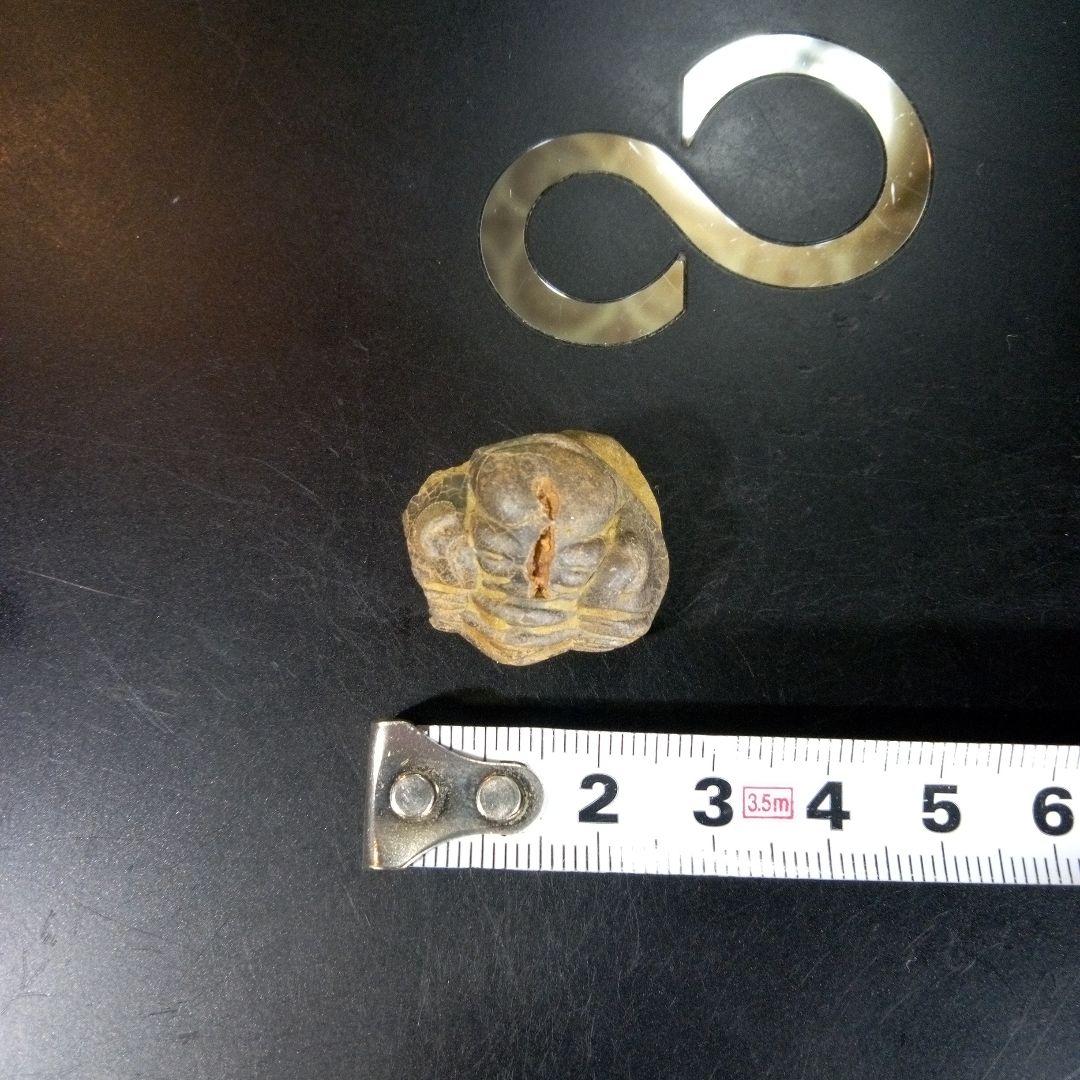 三葉虫　化石　fossil　海　ボリビア産　trilobite　海生動物判別⑧