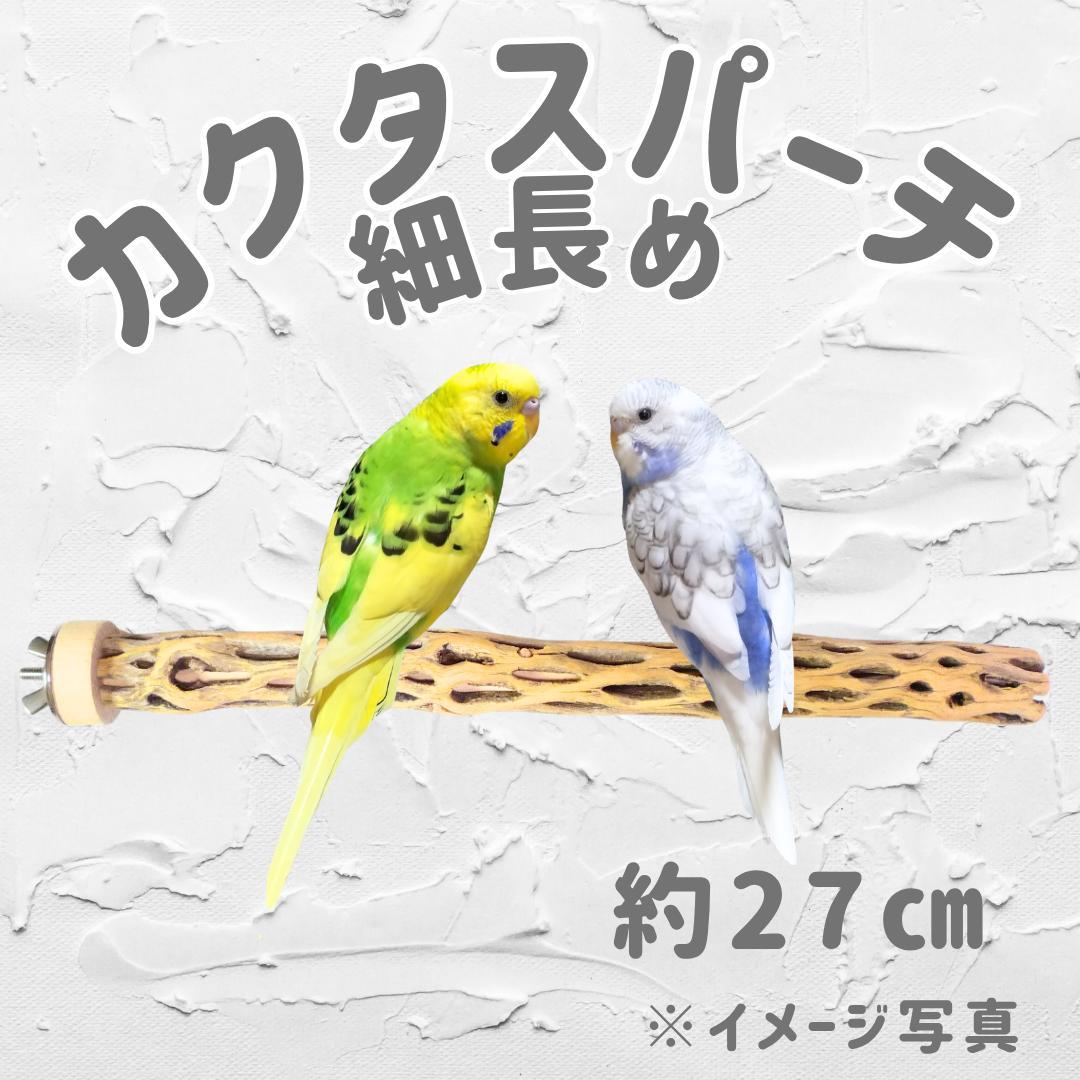 あお　カクタスパーチ　No.706、707、128,、673