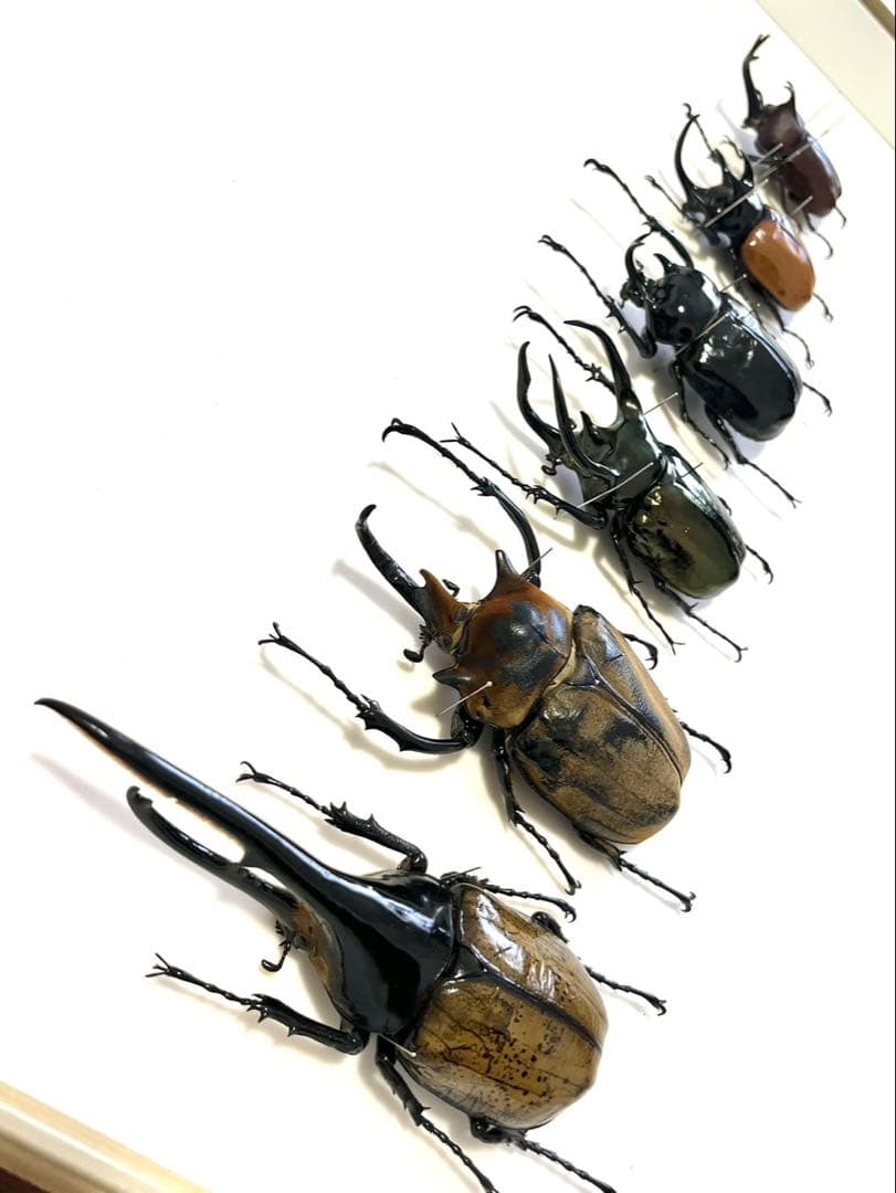 カブトムシ 6匹 標本 セット