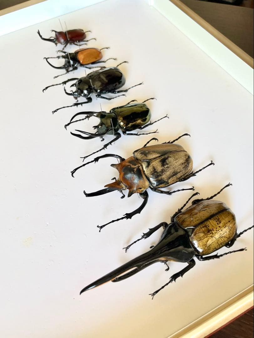カブトムシ 6匹 標本 セット