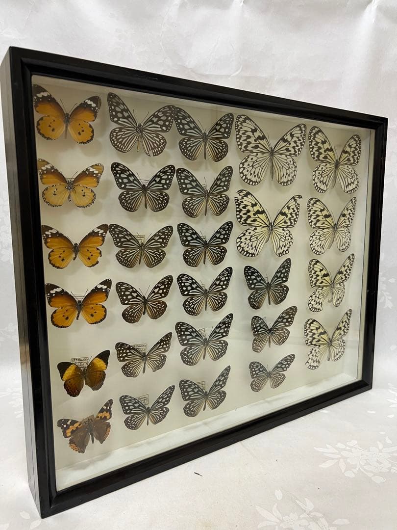希少蝶の標本採取84/87/2003年　オオゴマダラ等現状品41x50x6cm