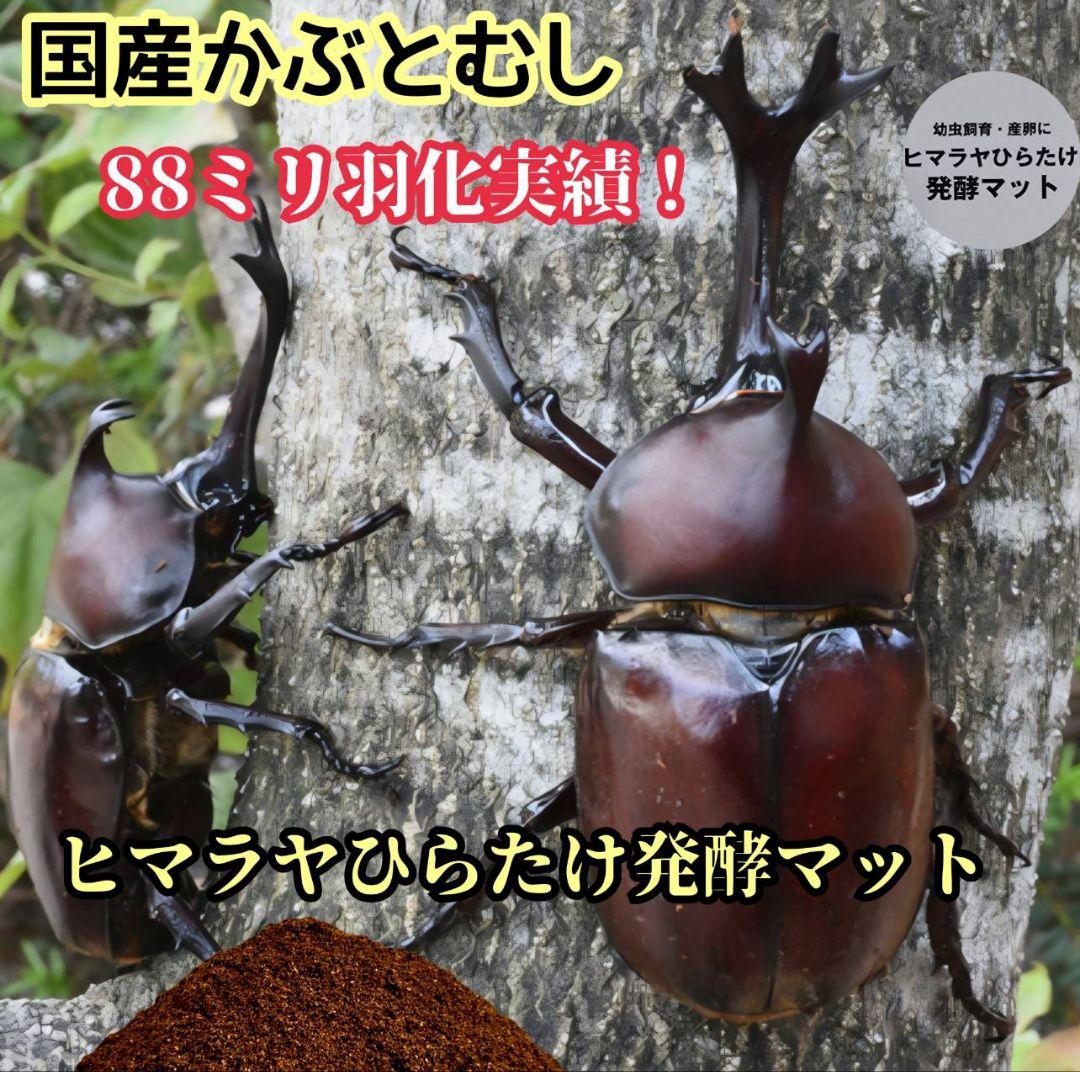 カブトムシ幼虫が丸々太ります！栄養価抜群の発酵マット【100L】産卵にもお薦め！