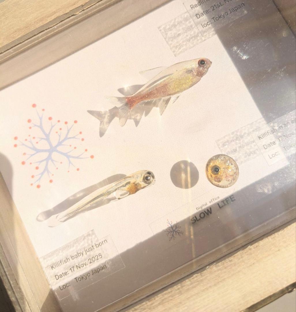 レッドラインファラガテトラ４０ミリ　孵化直後の稚魚と孵化前の卵　３体の標本箱