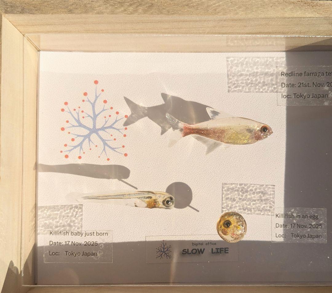 レッドラインファラガテトラ４０ミリ　孵化直後の稚魚と孵化前の卵　３体の標本箱