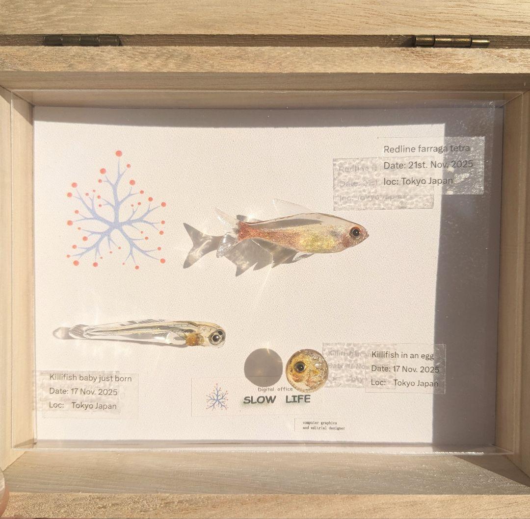 レッドラインファラガテトラ４０ミリ　孵化直後の稚魚と孵化前の卵　３体の標本箱