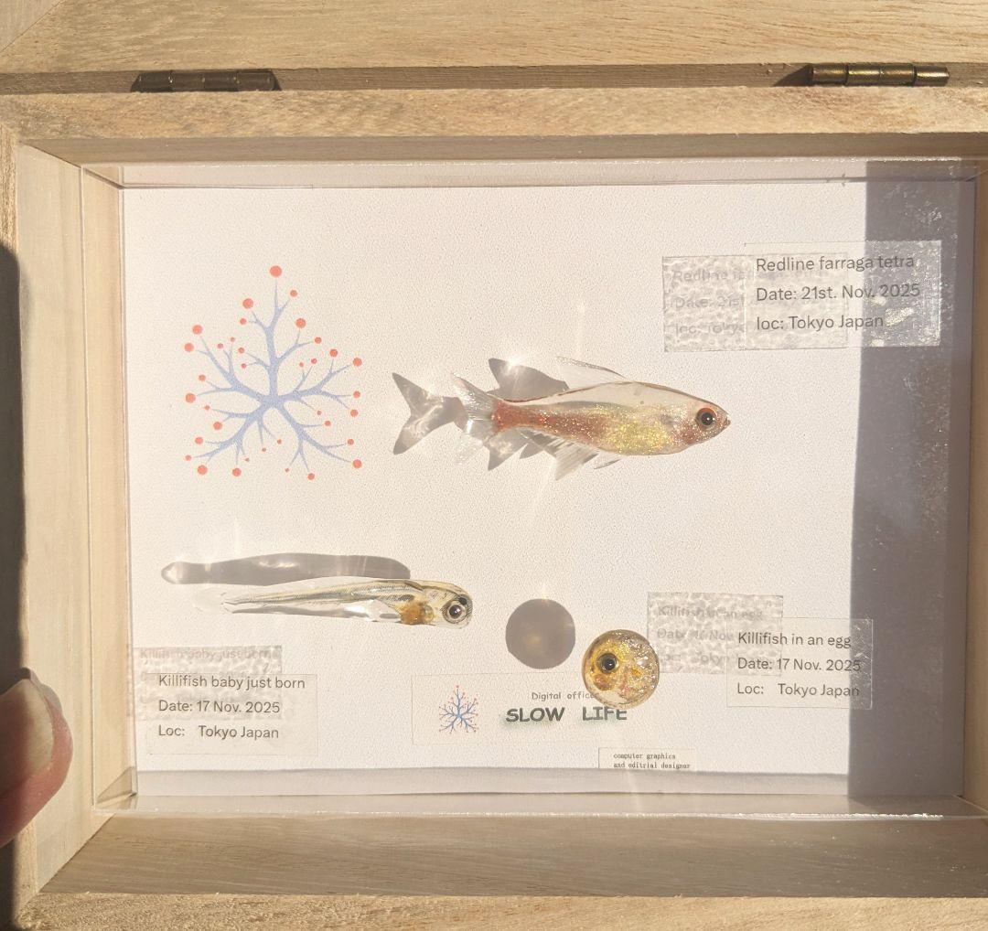 レッドラインファラガテトラ４０ミリ　孵化直後の稚魚と孵化前の卵　３体の標本箱