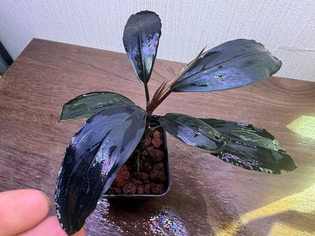ブセファランドラ sp. Deep Pure South Kalimantan