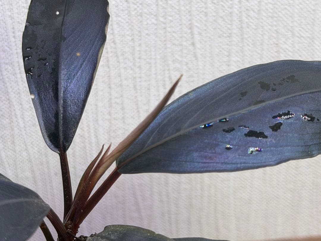 ブセファランドラ sp. Deep Pure South Kalimantan