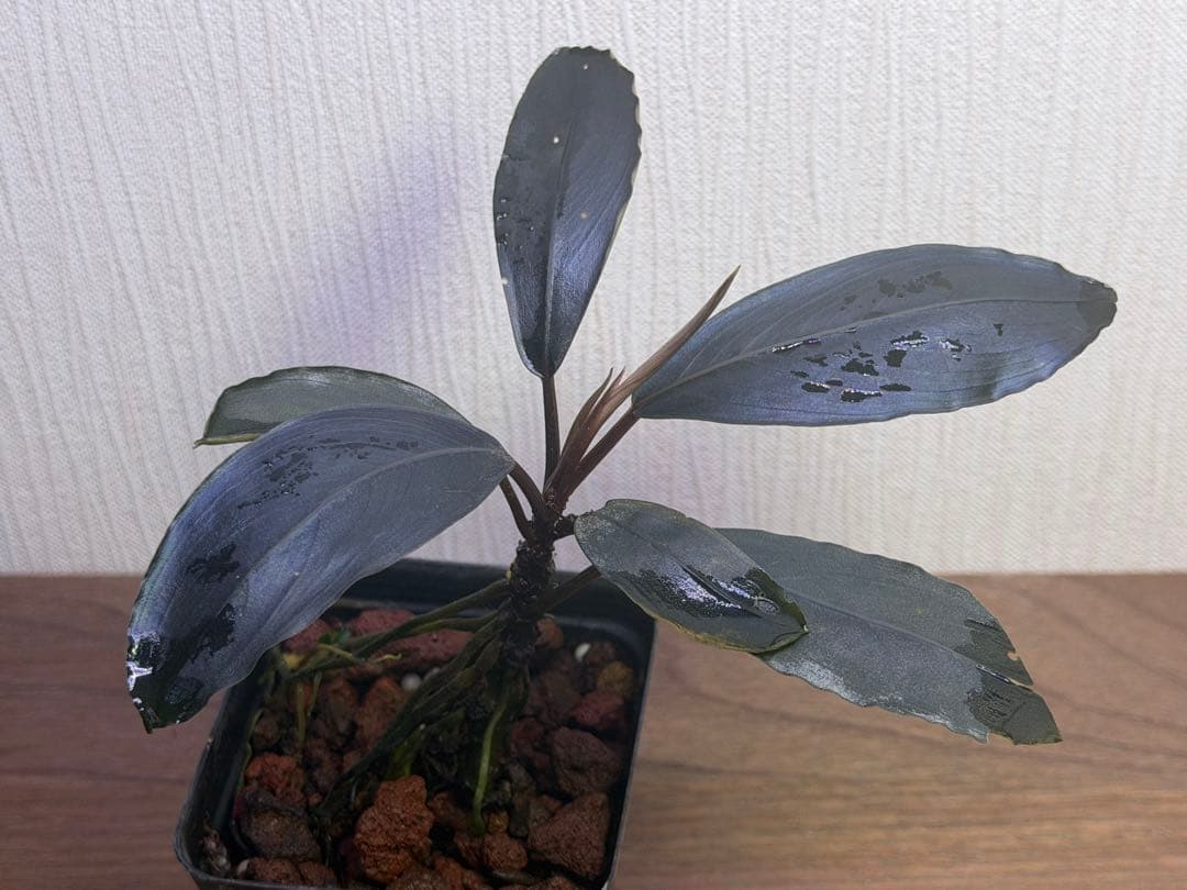 ブセファランドラ sp. Deep Pure South Kalimantan