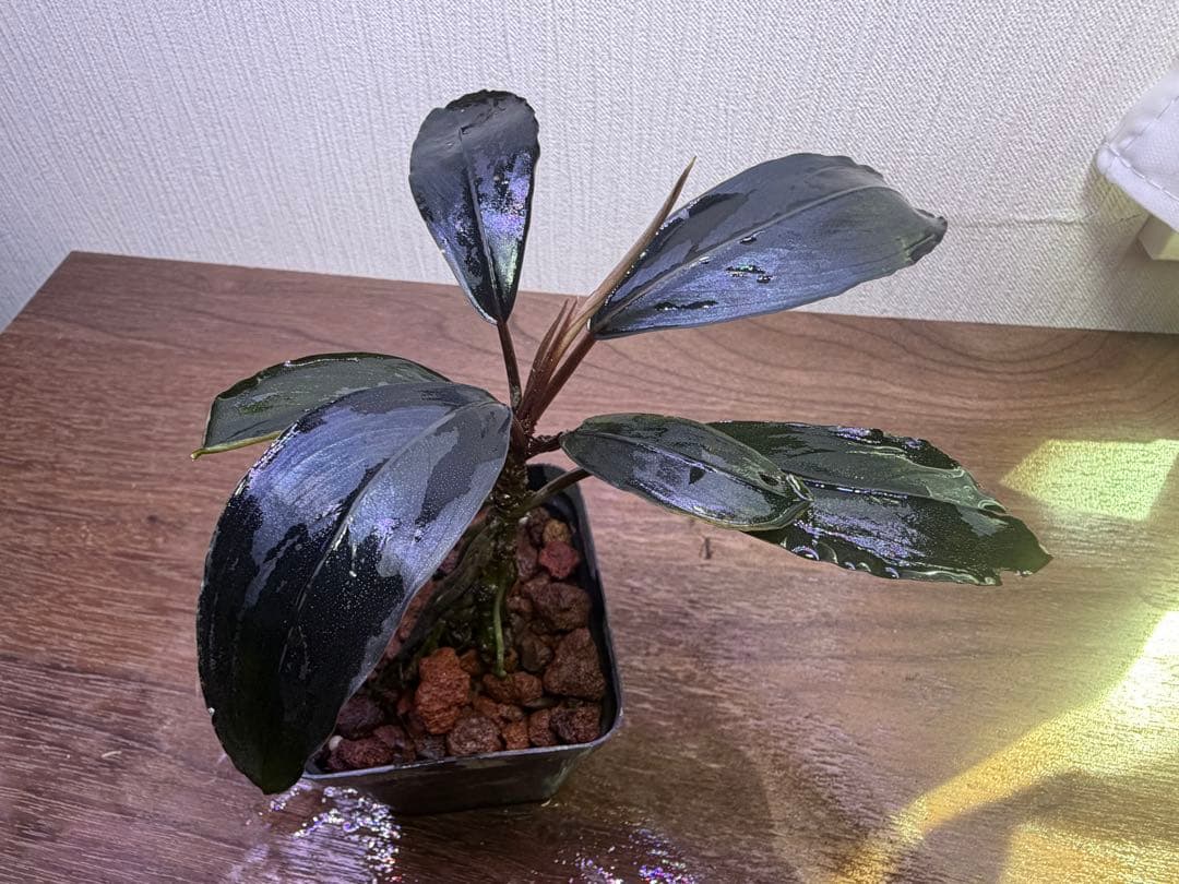 ブセファランドラ sp. Deep Pure South Kalimantan