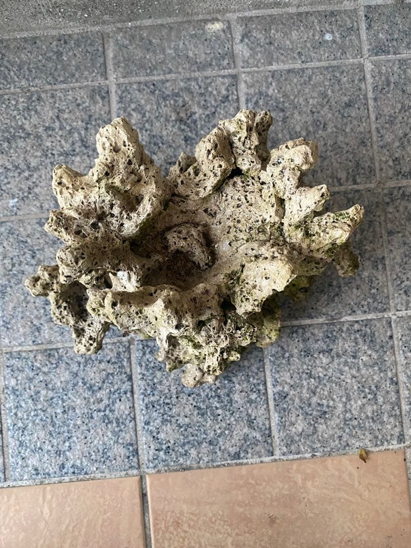 珊瑚　珊瑚礁　デスロック　ライブロック　アクアリウム　海水魚　淡水魚