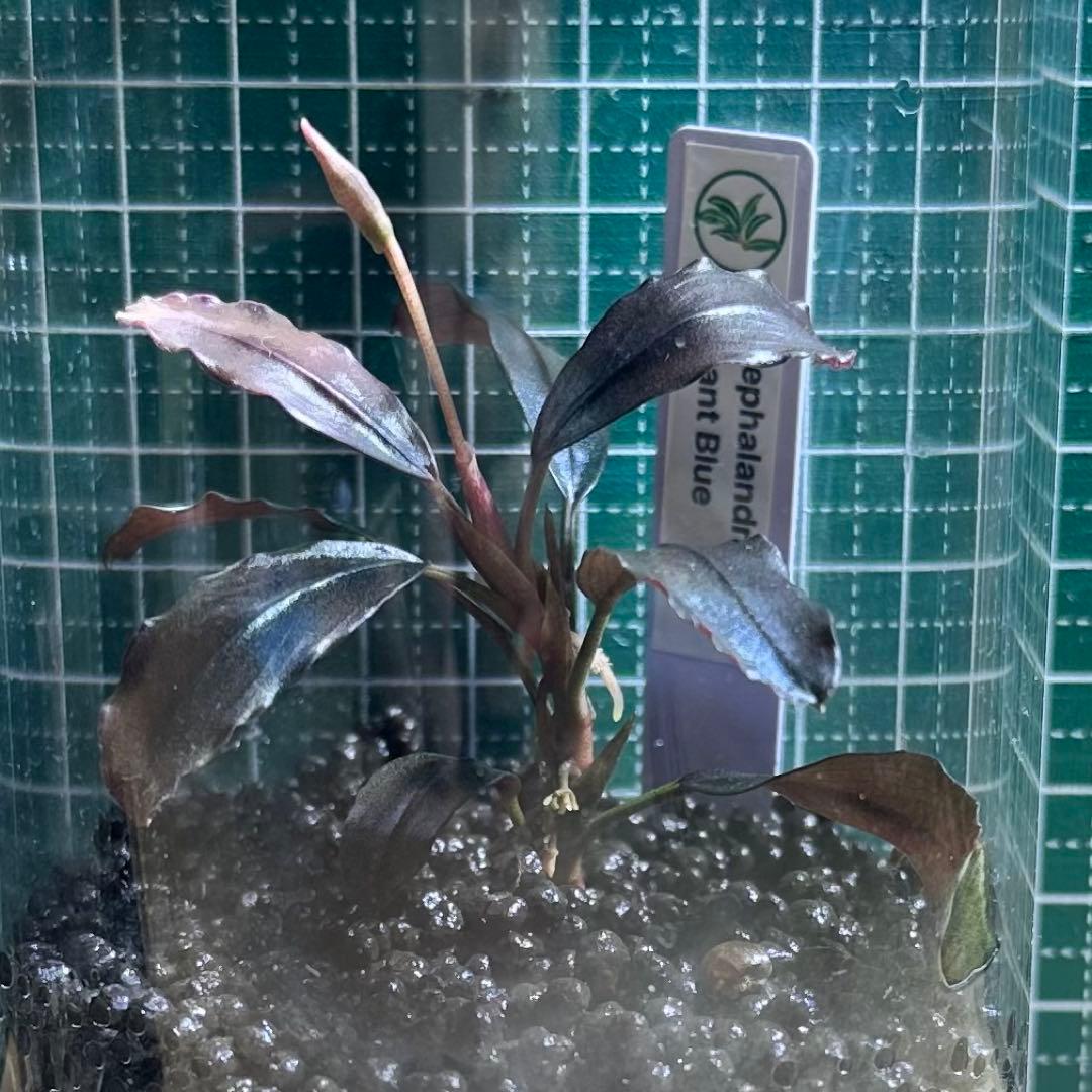 頑*る様 【水上葉】Bucephalandra sp. Elegant Blue