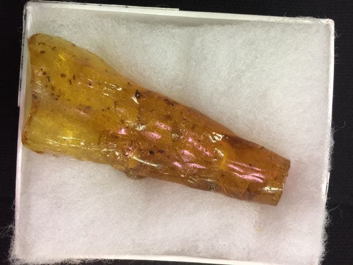 天然 琥珀 コハク 虫入りコバクアンバー