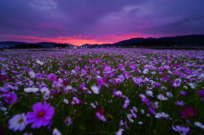【値下げ】極美品／SIGMA 10-18mm F2.8 DC DN Xマウント
