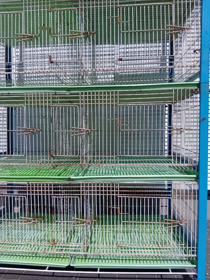 組み立て式　８ペアー用素引きゲージ　レース鳩　小動物交配　繁殖簡単　 愛鳩の友