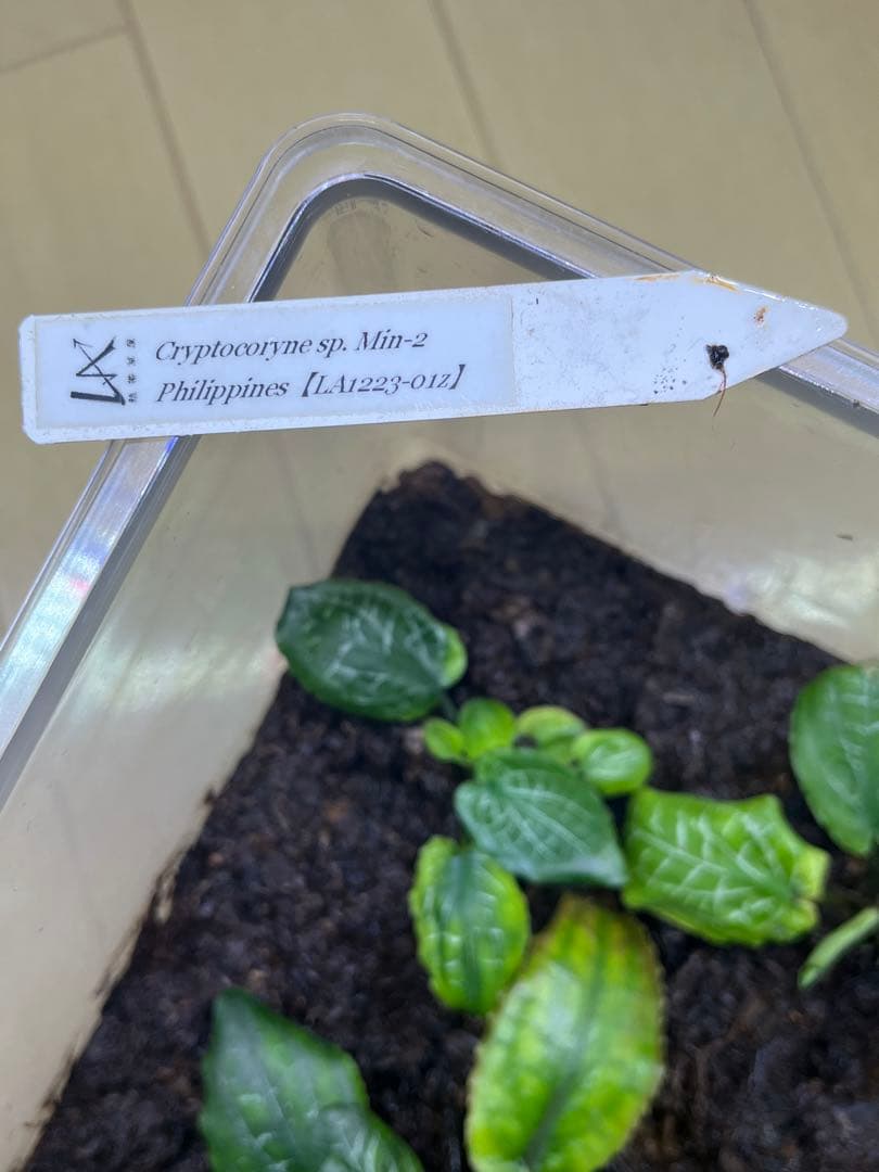 t*o様 Cryptocoryne sp. philippines Min-2