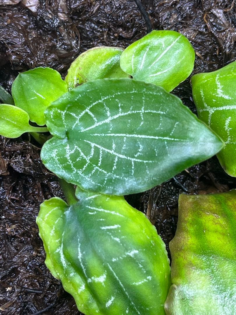 t*o様 Cryptocoryne sp. philippines Min-2