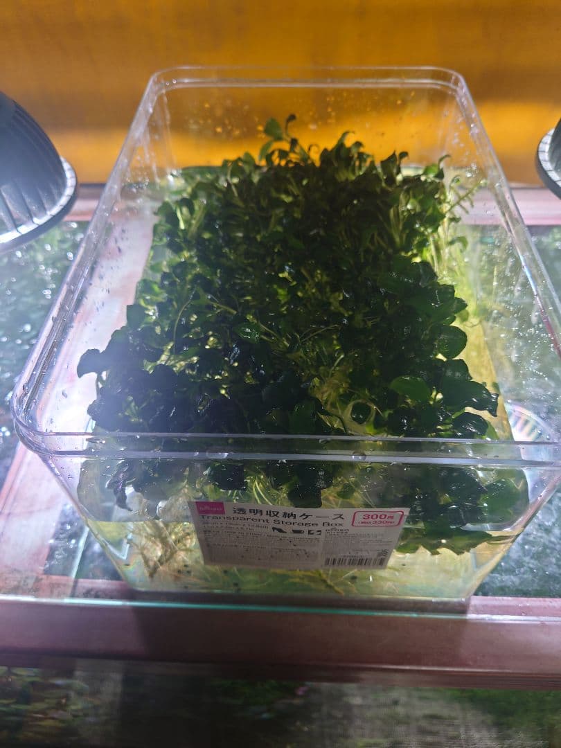 アヌビアスナナプチ 大量
