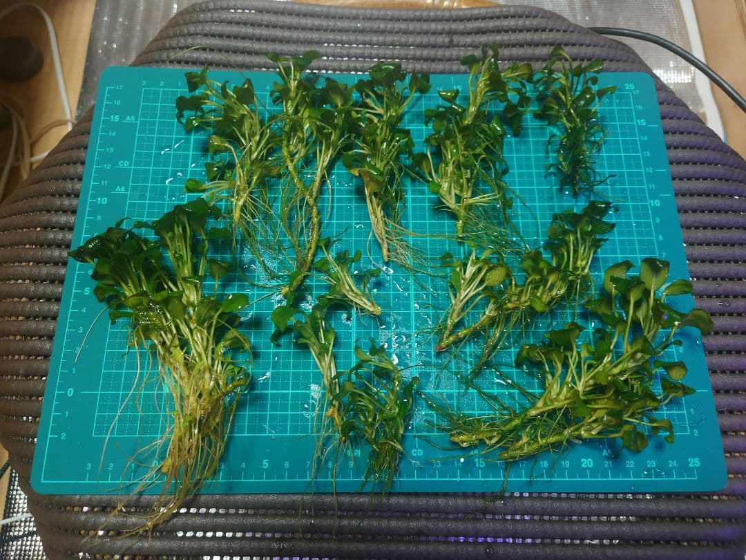 アヌビアスナナプチ 大量