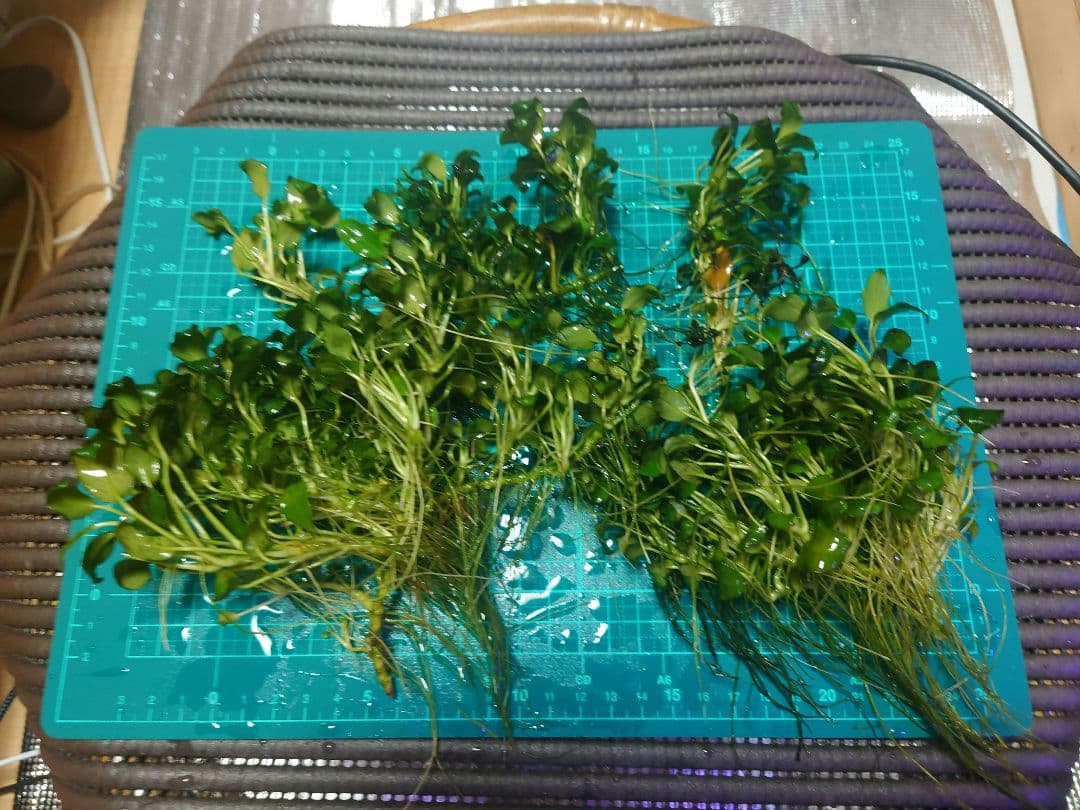 アヌビアスナナプチ 大量